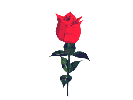 Rose2 04251