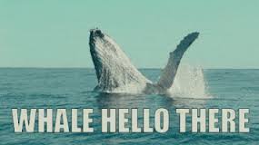 Whale hello