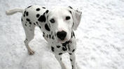 20101216 dalmatian (1)