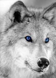 Dianawolf