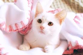 Bee's Kitten