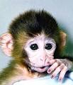 Kitty's Monkey