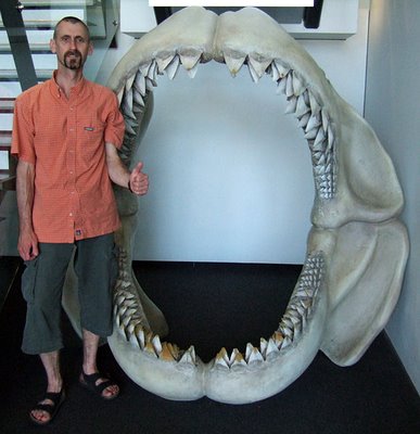 Megalodon teeth