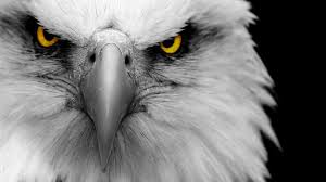 Camp Jupiter Eagles