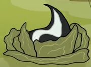 Skunk cabbage
