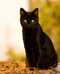Cat1