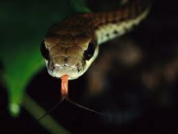 Snake1