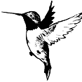 Calvin the Hummingbird
