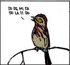 Song Sparrow 1