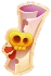 Kingdom's History Scroll