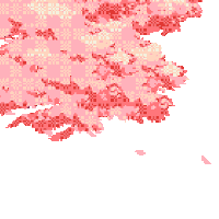 cherry blossom petals gif