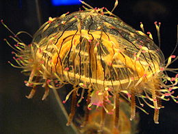 Medusa 2