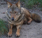 IberianWolf