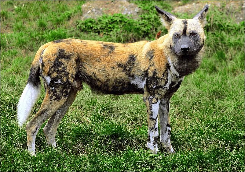 African Wild Dog Canid Wiki FANDOM powered by Wikia