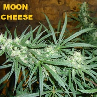 bubba kush baby rocker