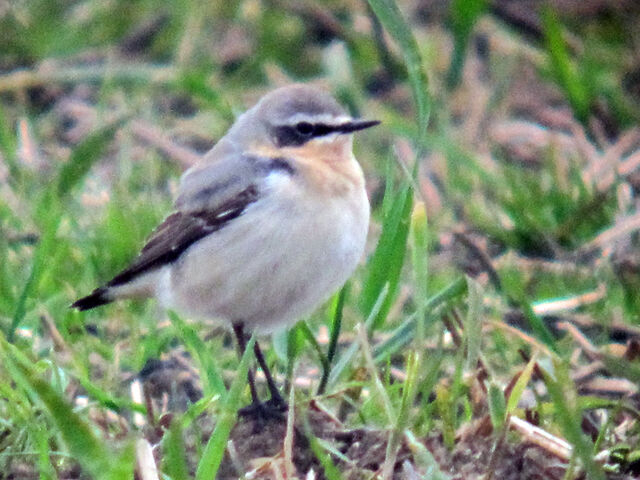 File:Wheatear 07042010 1 small.jpg