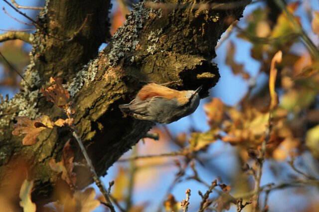 File:Nuthatch 26112010 mark stanley.jpg
