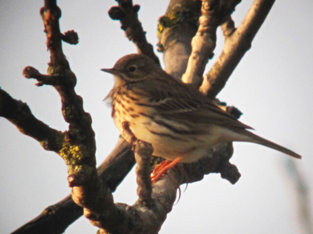 File:Meadow pipit 21032010 1 small.jpg