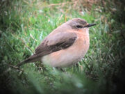 Wheatear 30032010 1 small