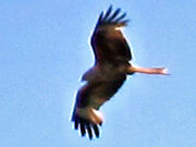 Red kite 24052010 1 big