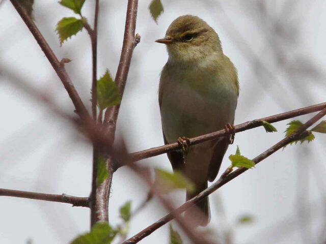 File:Willow warbler 27042010 MS.jpg