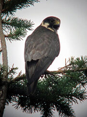 Hobby 11082010 1 small