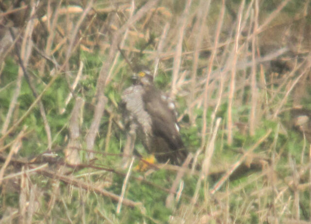 File:Sprawk small 06 1.jpg