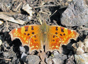 Comma 06042010 1 small