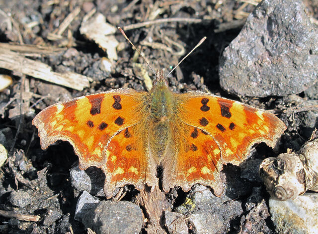 File:Comma 06042010 1 small.jpg