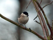 Marsh tit 11122010 1 small