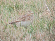 Skylark 27022010 1 small