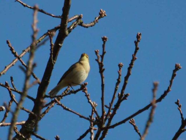 File:Chiffchaff 21032010 mark stanley.jpg