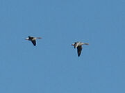 Greylag 17042010 1 small