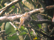 Goldcrest 09082010 1 small
