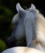 Whisper