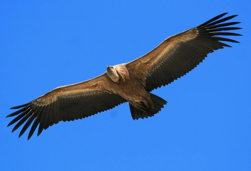 Image Primondian Giant Vulture.jpg Affinity of the Capitalist