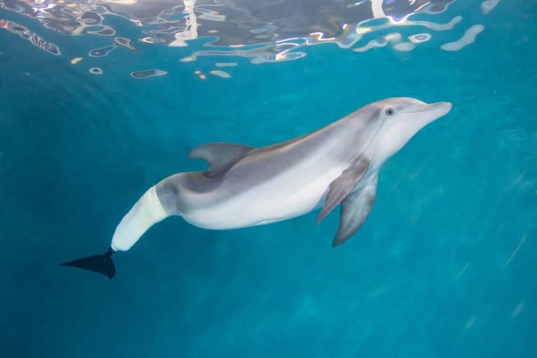 Winter | Captive Cetacean Wiki | Fandom