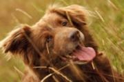 Caribbean Collie