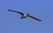 DefecatingSeagull