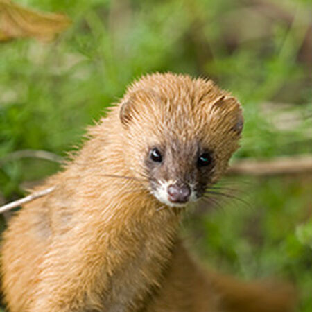 Siberian Weasel (Mustela sibirica) | Carnivora Wiki | Fandom
