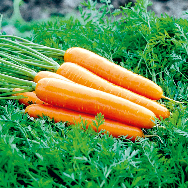 artemis carrot wiki fandom