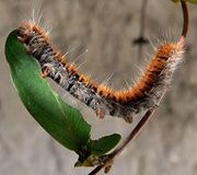 220px-Chenille chevrefeuille-1-