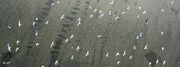 Aves come bacterias
