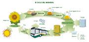 Ciclo-biodiesel