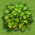 Green Shub