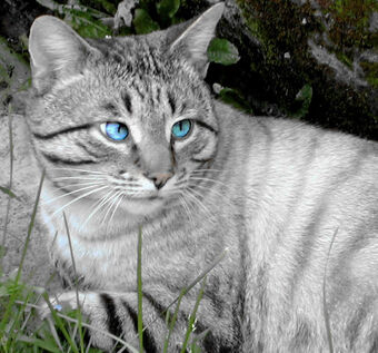 light grey kitten with blue eyes