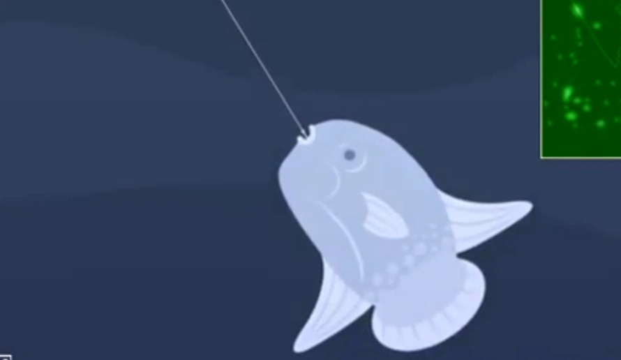 Cat Goes Fishing Huge Hook