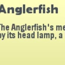 Anglerfish Cat Goes Fishing Wikia Fandom