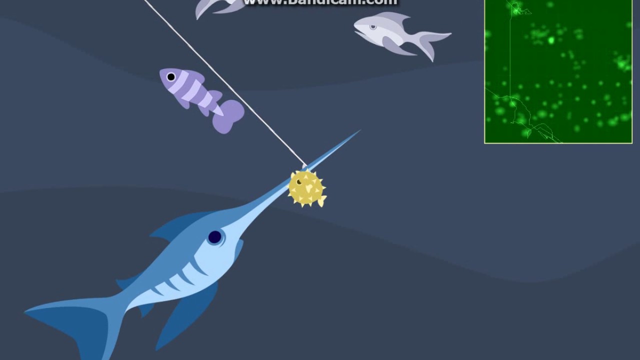 cat goes fishing bonefish
