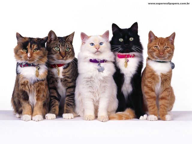 Archivo:Gatooos.jpg